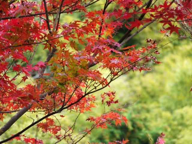【2020年11月連休】大阪から日帰りで紅葉を楽しむ！秋のドライブおすすめ10選【穴場も！】