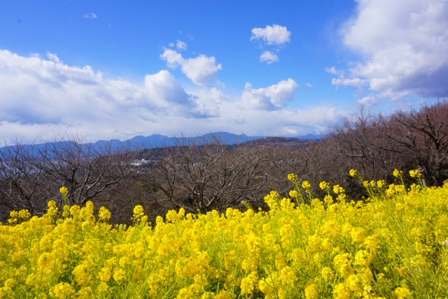 【関東】3月ドライブに！菜の花畑ベスト15（駐車場の情報充実）【見ごろはいつ？】