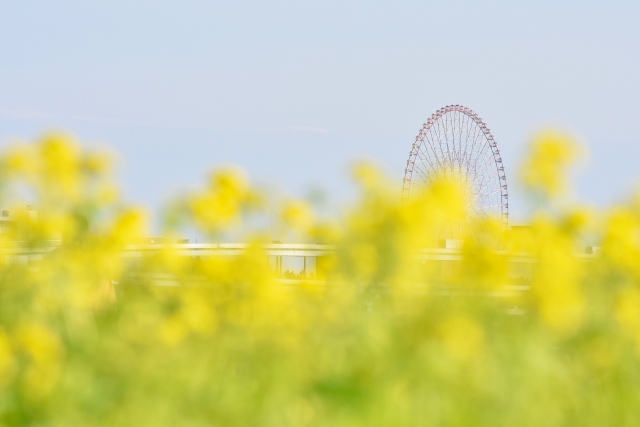 【関東】3月ドライブに！菜の花畑ベスト15（駐車場の情報充実）【見ごろはいつ？】